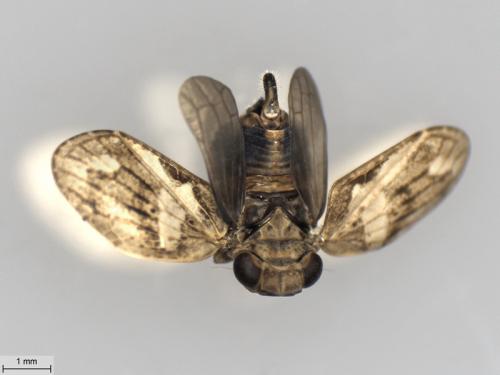Latilica maculipes