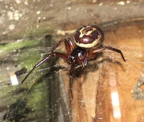 Réf. 211 111 : Steatoda nobilis