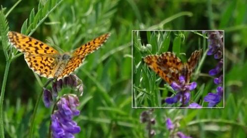 Boloria dia