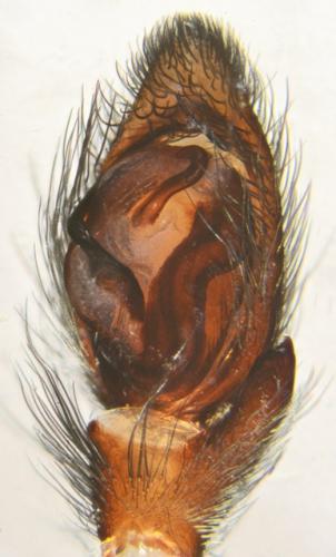 Réf. 211 368 : Scotophaeus scutulatus