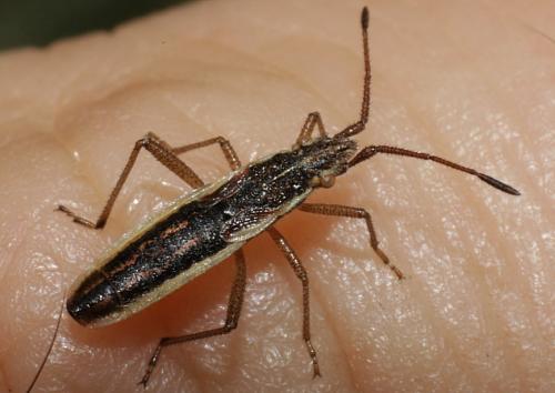 Réf. 211 913 : Myrmus miriformis