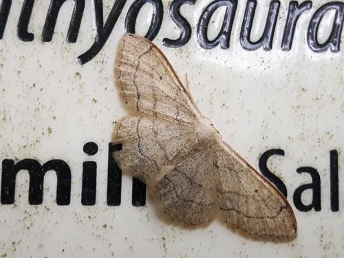 Idaea aversata