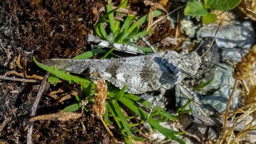 Réf. 211 177 : Oedipoda caerulescens caerulescens