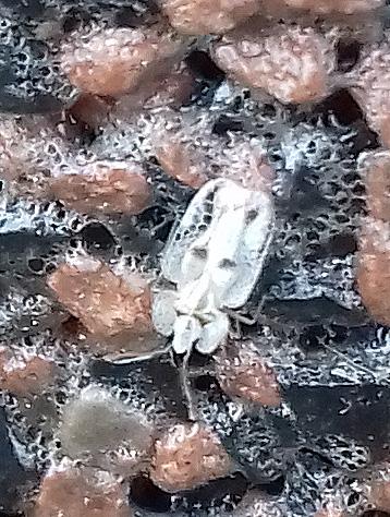 Réf. 211 173 : Corythucha ciliata
