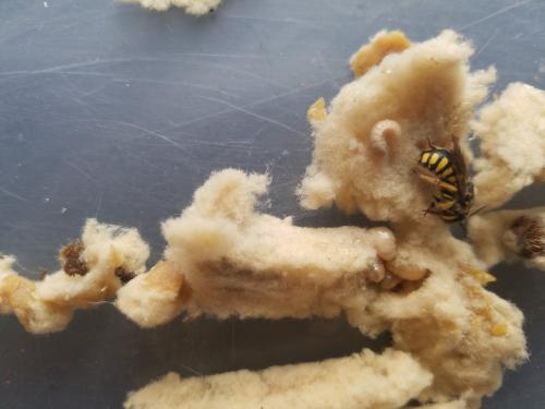 Anthidium florentinum