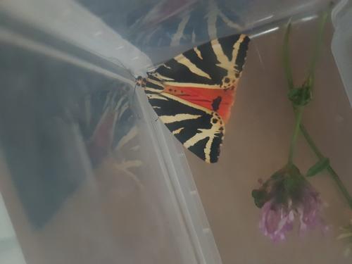 Euplagia quadripunctaria