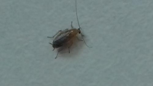 Planuncus vinzi