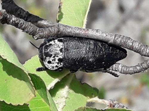 Réf. 211 684 : Capnodis tenebrionis