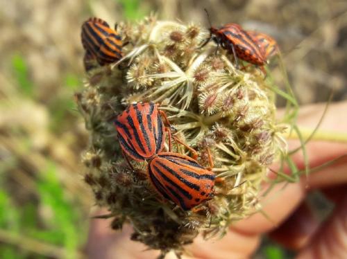 Réf. 211 687 : Graphosoma divers