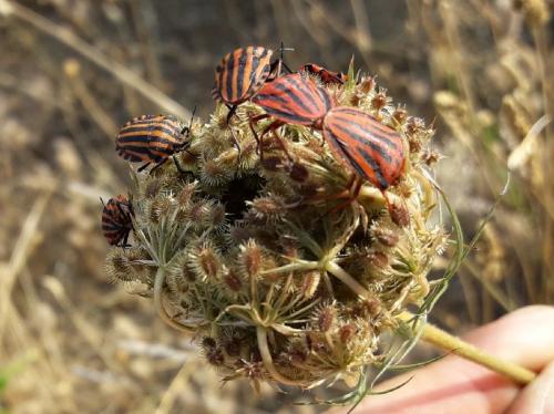 Graphosoma divers