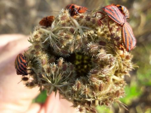 Réf. 211 686 : Graphosoma divers