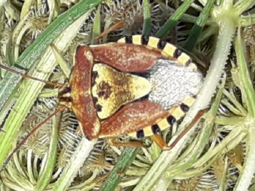Codophila varia