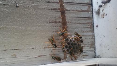 Polistes sp.