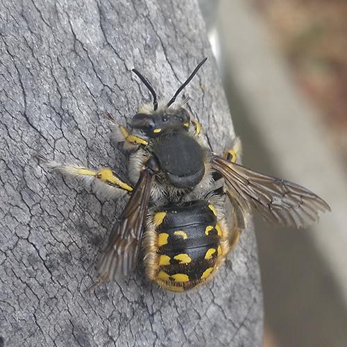 Anthidium manicatum