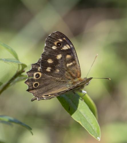 Pararge aegeria