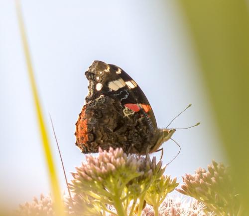 Réf. 211 491 : Vanessa atalanta