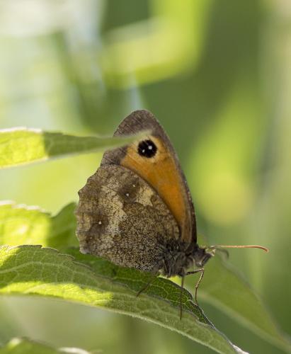 Réf. 211 493 : Pyronia tithonus
