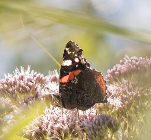 Réf. 211 492 : Vanessa atalanta