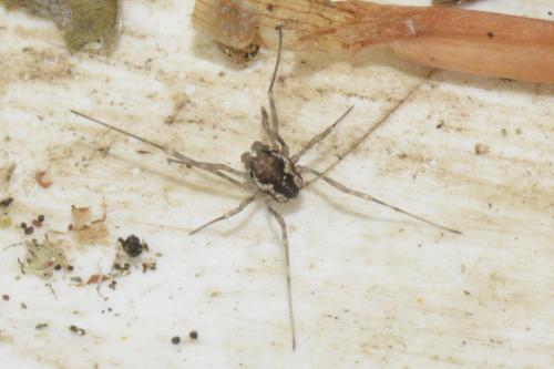 Réf. 211 415 : Platybunus sp.