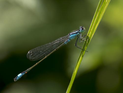 Ischnura elegans