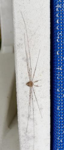 Réf. 211 240 : Dicranopalpus ramosus