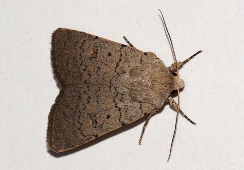 Caradrina aspersa