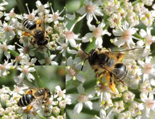 Andrena flavipes