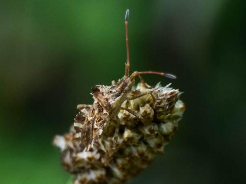 Réf. 211 340 : Centrocoris sp.