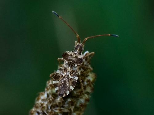 Centrocoris sp.