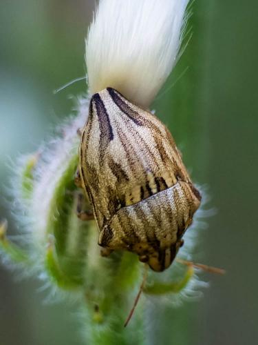 Odontotarsus robustus