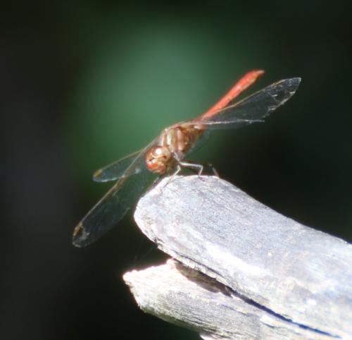 Sympetrum meridionale