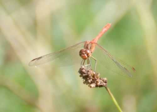 Sympetrum meridionale
