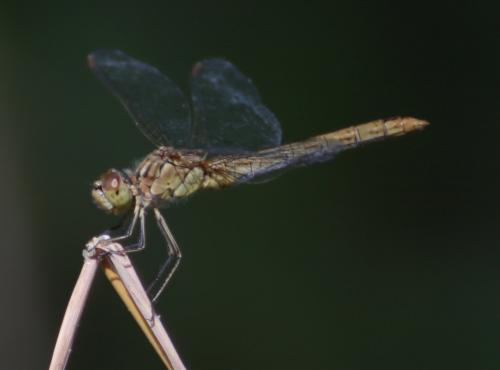 Sympetrum meridionale