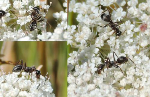 Réf. 211 424 : Formica sp.
