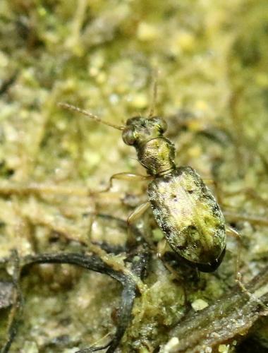 Asaphidion sp.