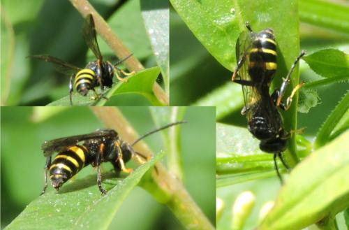 Gorytes sp.