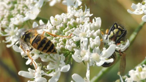 Vespula vulgaris