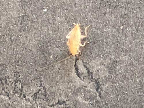 Ectobius sp.