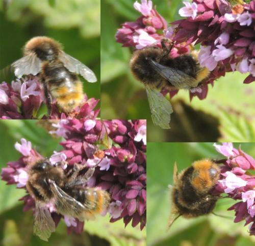 Bombus sp.