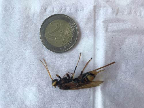 Réf. 211 557 : Urocerus gigas