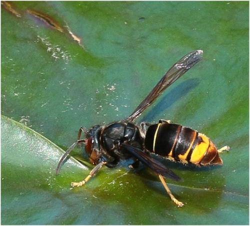 Vespa velutina