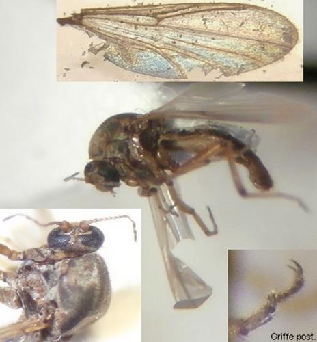 Bezzia sp.