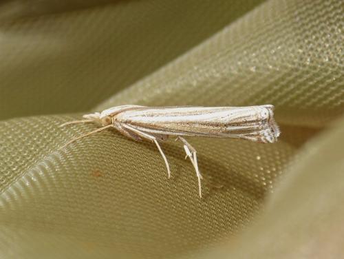 Réf. 211 306 : Ancylolomia tentaculella