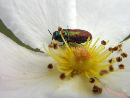 Réf. 211 737 : Anthaxia thalassophila