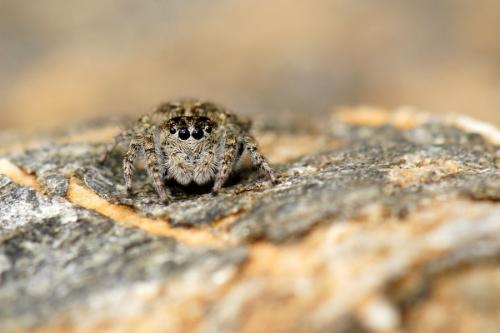 Réf. 211 191 : Attulus longipes