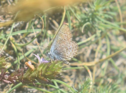 Plebejus argus
