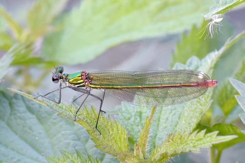 Calopteryx xanthostoma