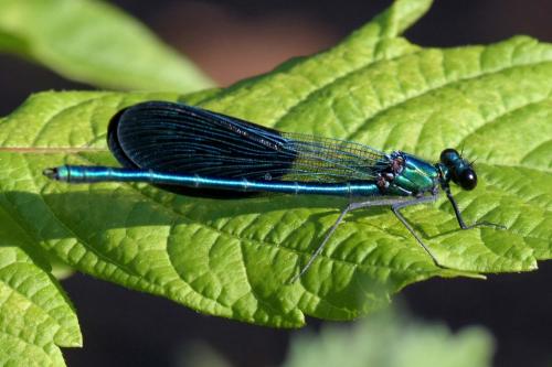 Calopteryx xanthostoma