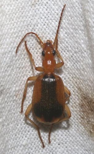 Brachinus humeralis