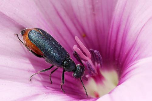 Réf. 211 369 : Cabalia rubriventris